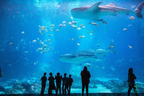 Aquarium