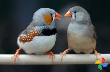 Zebra Finches