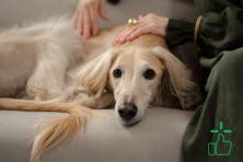 Greyhound Dog